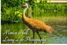 Monica Hall<br />Living Life Photography